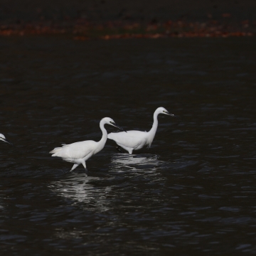 aigrette garzette_20251111_a